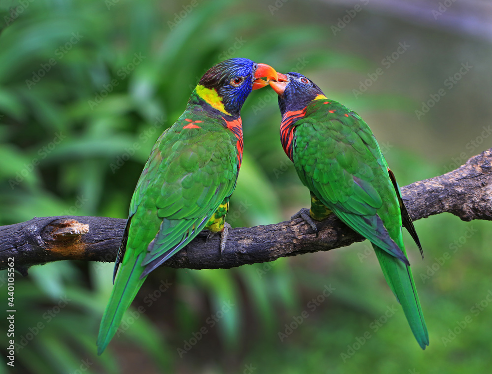 Naklejka premium A pair of colorful Rainbow Lorikeets Parrots (Trichoglossus moluccanus). Parrot couple in love on branch