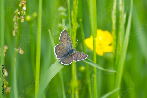 Female sooty copper butterfly (Lycaena tityrus) on grass in Zurich, Switzerland photo