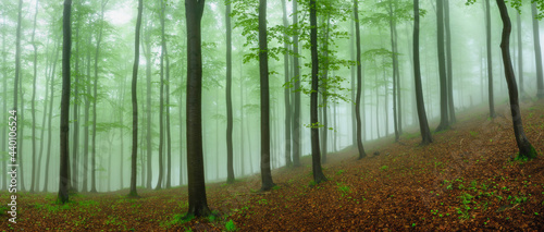 Fototapeta Naklejka Na Ścianę i Meble -  Panorama of spring forest
