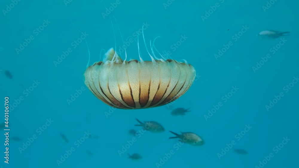 Slow motion. Compass jellyfish (Chrysaora hysoscella) swim in the blue