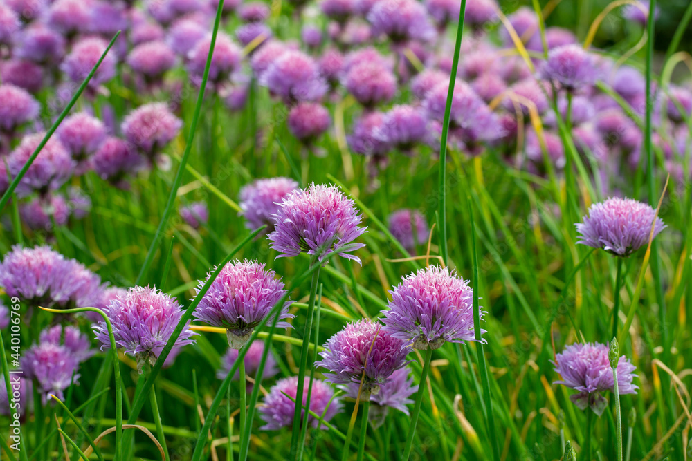 Chives field Chives field