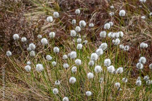 Wollgr  ser  Eriophorum  im Schwarzen Moor