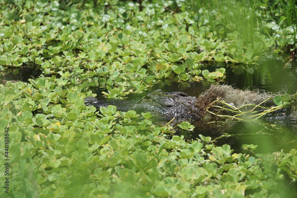 alligator in the swamp