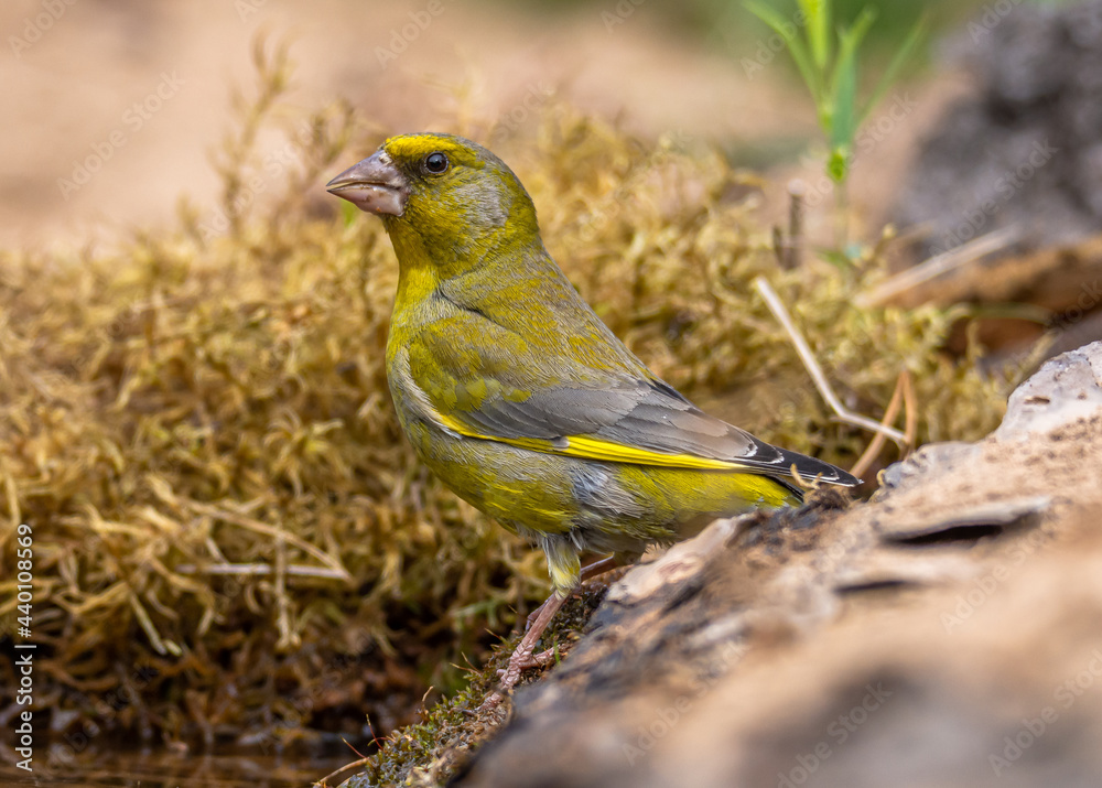 Greenfinch Greenfinch