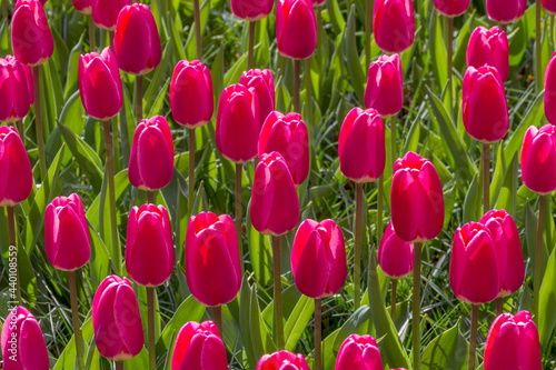 Tulpen (Tulpia) photo