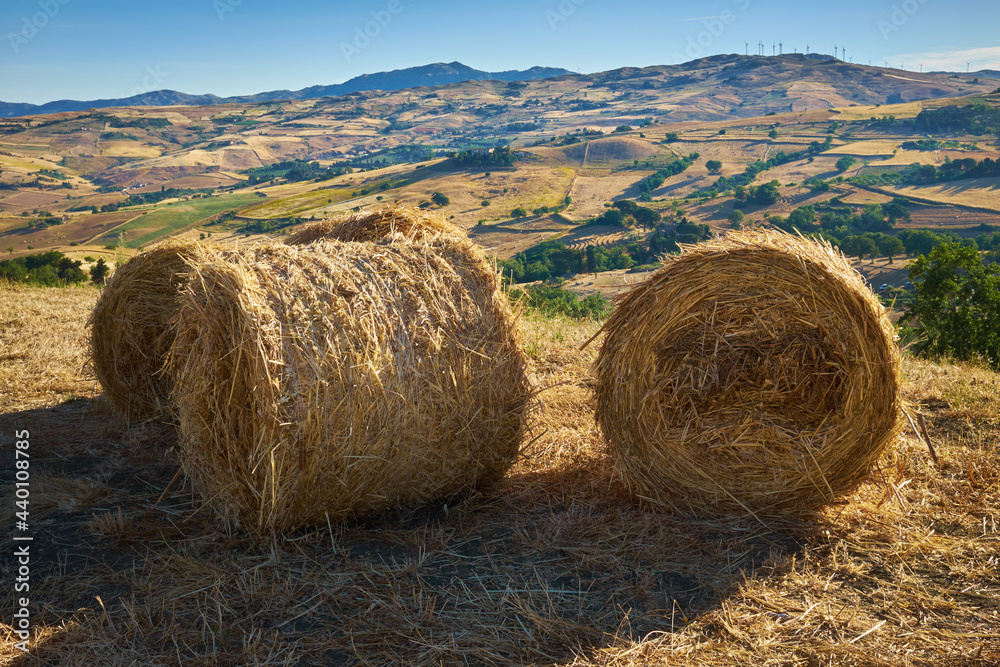 rolls of hay for livestock feed collected in summer in Italy rolls of hay for livestock feed collected in summer in Italy