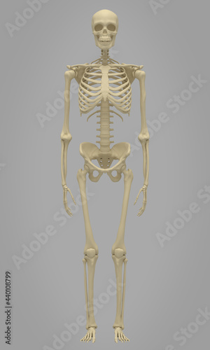 3D render of Human Skeleton