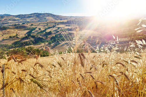 cultivated fields of gold color with wheat and oats in the height of summer in Sicily photo