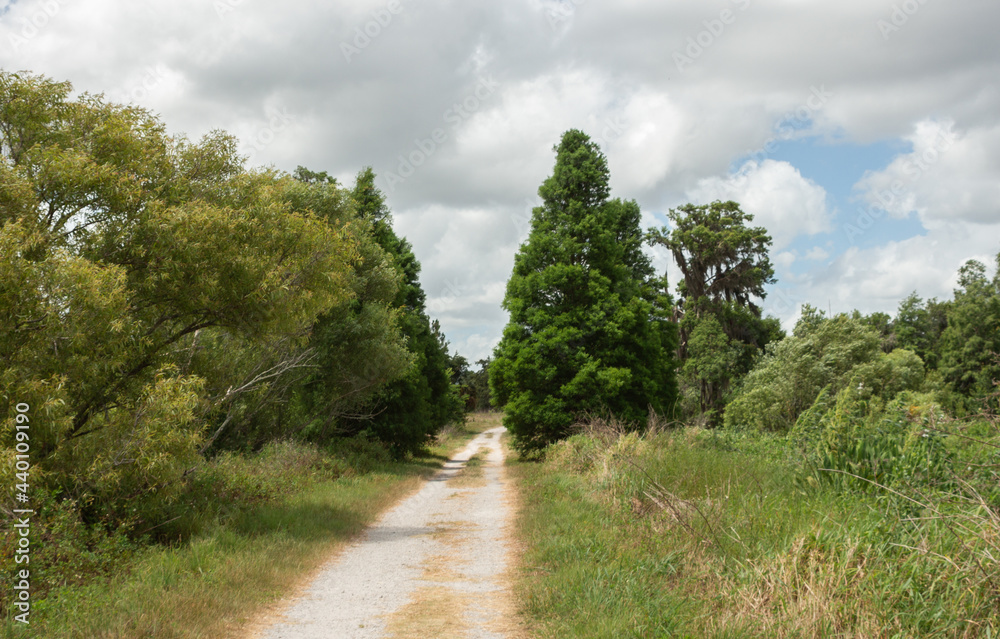 road in the forest