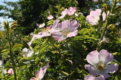 pink magnolia flowers