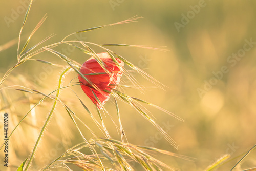 poppy in the wheat field