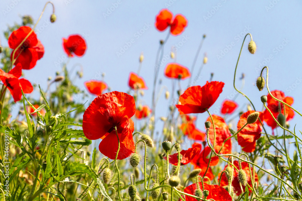 Fototapeta premium field of red poppies
