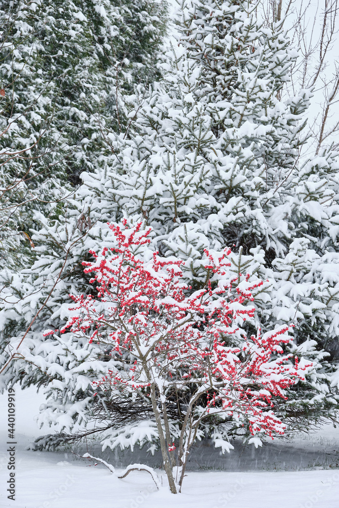 Snow covered red berries in the forest during a snow storm Snow covered red berries in the forest during a snow storm