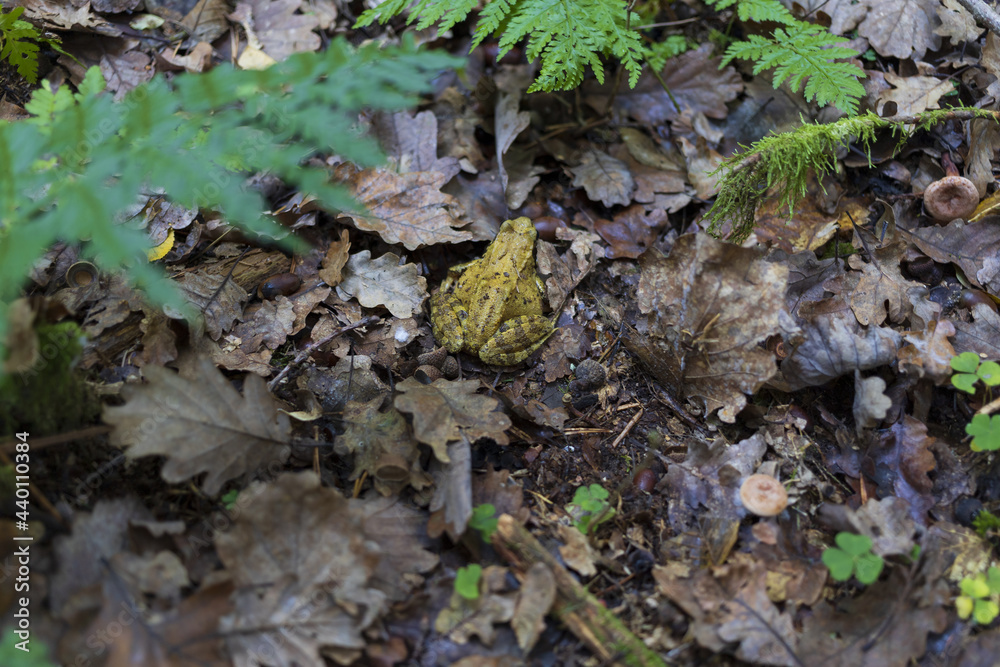 Green wood frog on the autumn forest ground Green wood frog on the autumn forest ground
