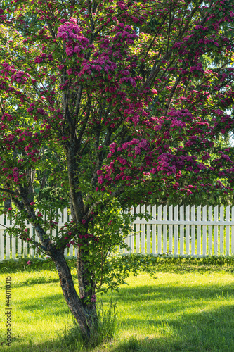 Flowering garden tree with red flowers.