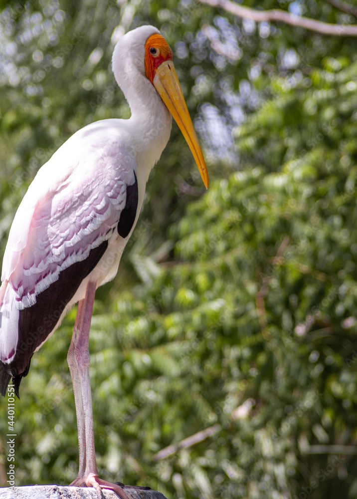 Portrait of a Stork Portrait of a Stork