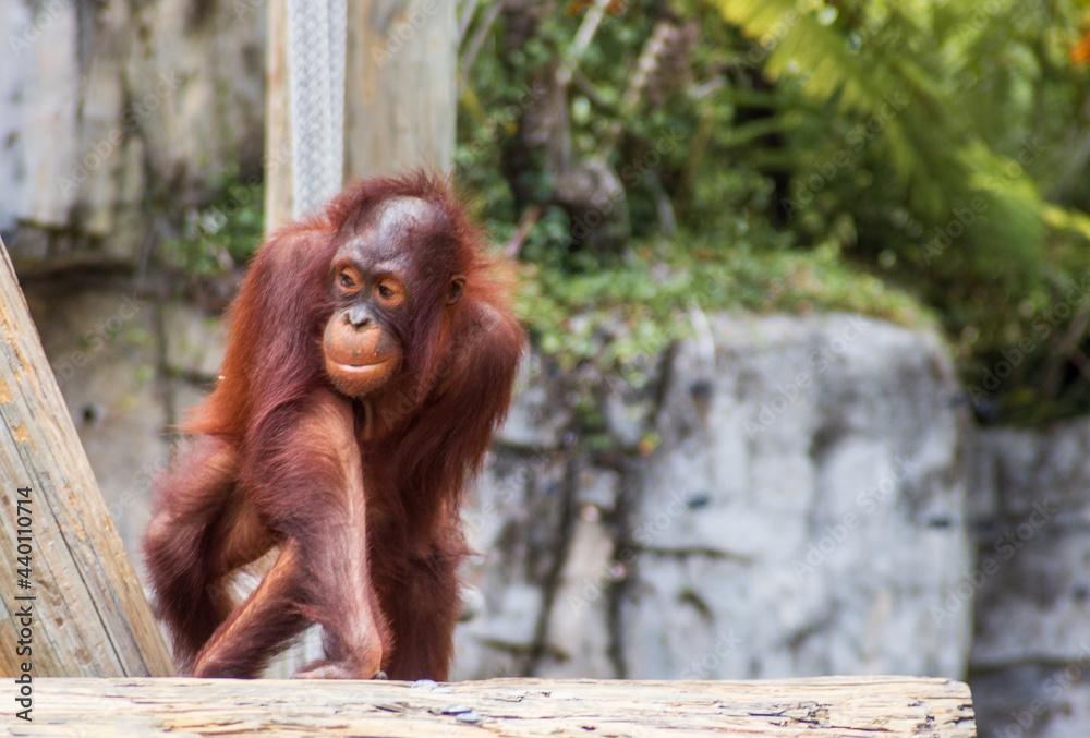 Obraz premium Orangutan at the Zoo