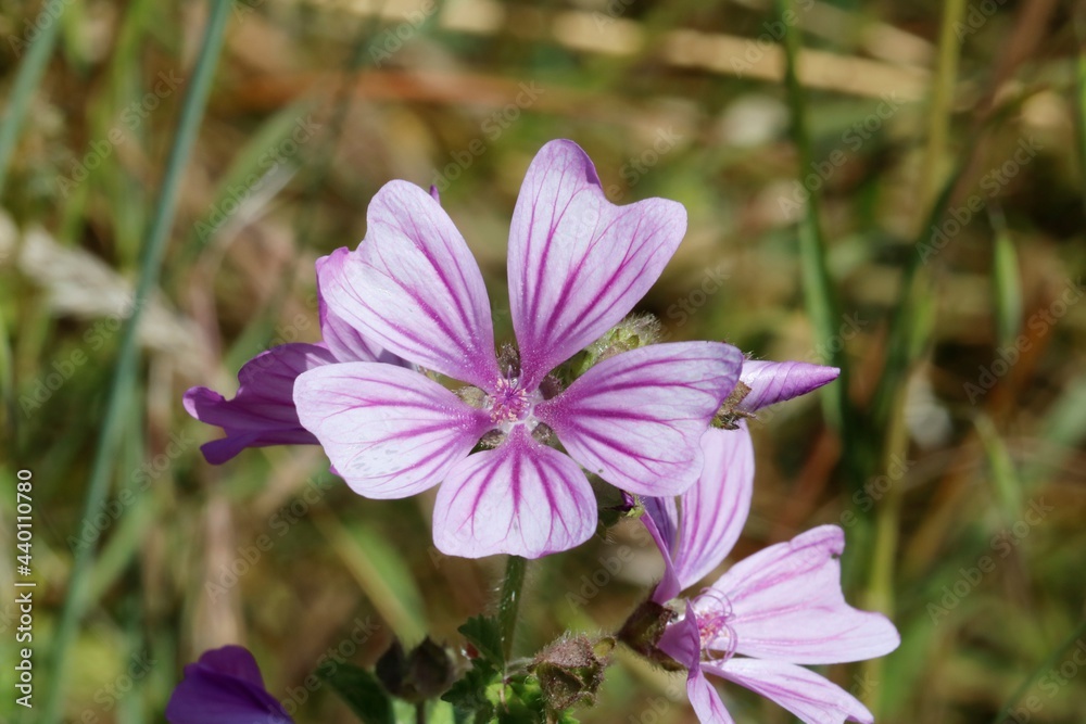Fototapeta premium Mauve des bois