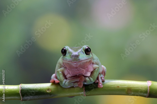 tree frog on a branch, dumpy frog close up