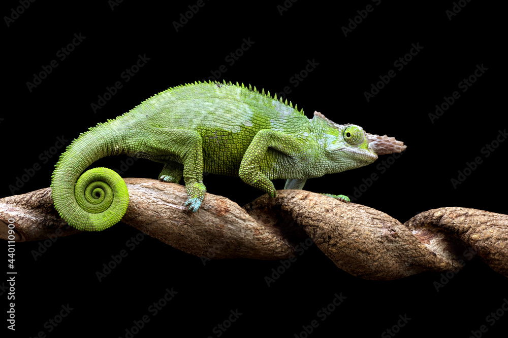 Chameleon fischer closeup on tree, animal closeup - obrazy, fototapety, plakaty 