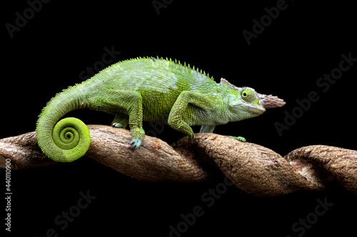 Chameleon fischer closeup on tree, animal closeup © Agus Gatam
