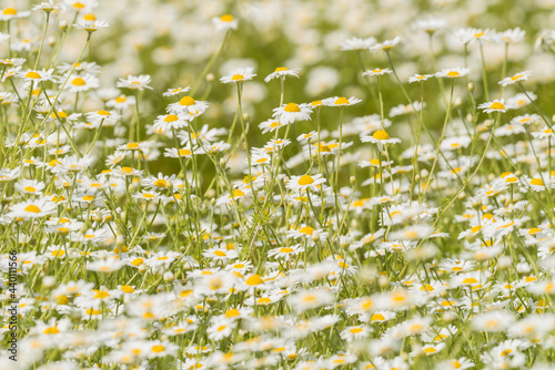 Fototapeta Naklejka Na Ścianę i Meble -  field of daisies. Focus to  centre of image with narrow depth of field. 