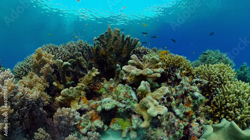 Tropical sea and coral reef. Underwater Fish and Coral Garden. Underwater sea fish. Tropical reef marine. Colourful underwater seascape. Philippines.