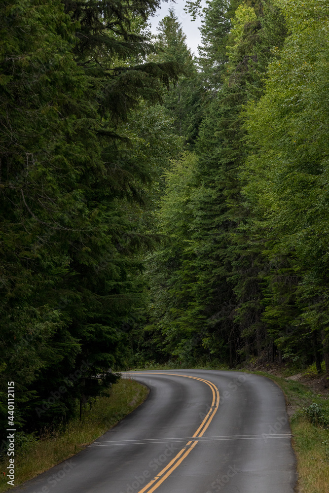 Glacier National Park, Montana, USA. Road in the forest