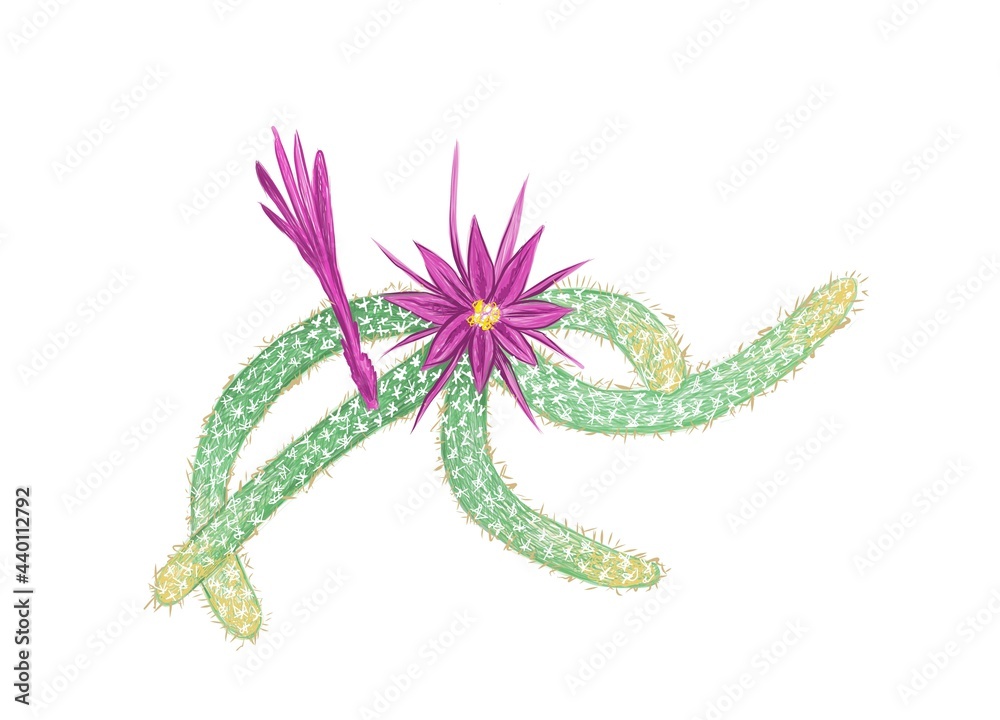 Illustration Hand Drawn Sketch of Disocactus Flagelliformis or Rat Tail Cactus. A Succulent Plants with Sharp Thorns for Garden Decoration.
Illustration Hand Drawn Sketch of Disocactus Flagelliformis or Rat Tail Cactus. A Succulent Plants with Sharp Thorns for Garden Decoration.