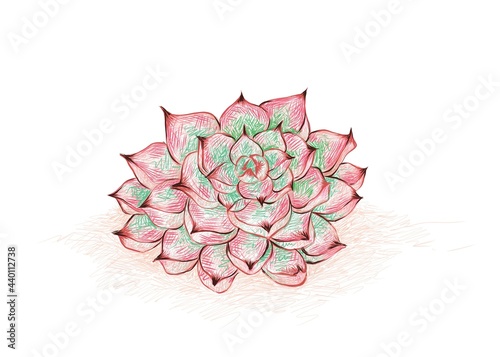 Illustration Hand Drawn Sketch of Echeveria Colorata. A Succulent Plants for Garden Decoration.

