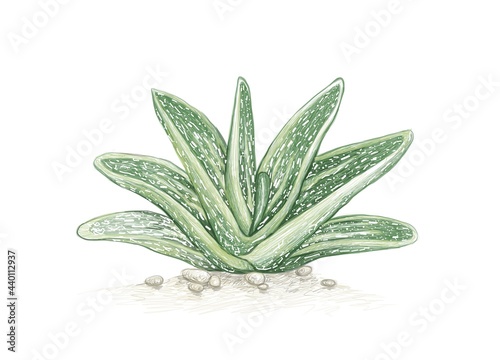 Illustration Hand Drawn Sketch of Gasteria or Little Warty. A Succulent Plants for Garden Decoration.

