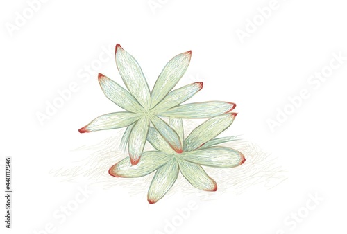 Graptosedum or Darley Sunshine. A Succulent Plants for Garden Decoration.
