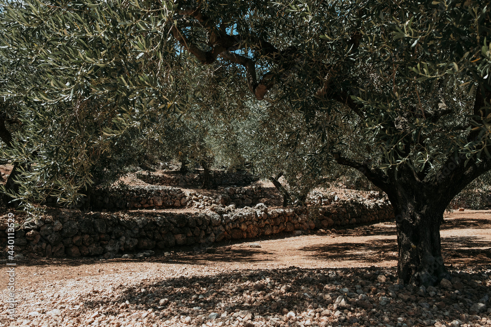Obraz premium Olive tree