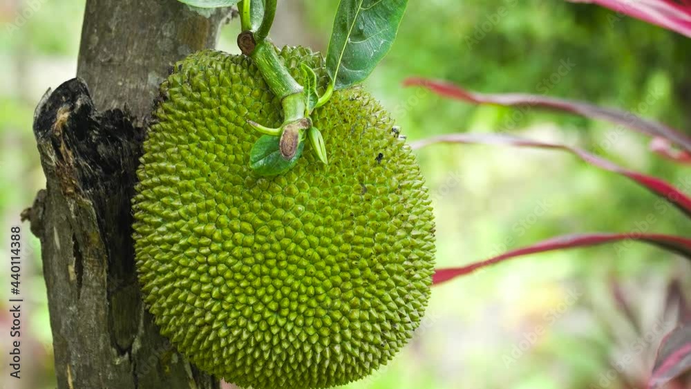 Jackfruit Tree and young Jackfruits. Tree branch full of jack fruits. Jackfruit Tree and young Jackfruits. Tree branch full of jack fruits.