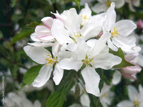 young apple tree blooms with large white-pink flowers in the spring