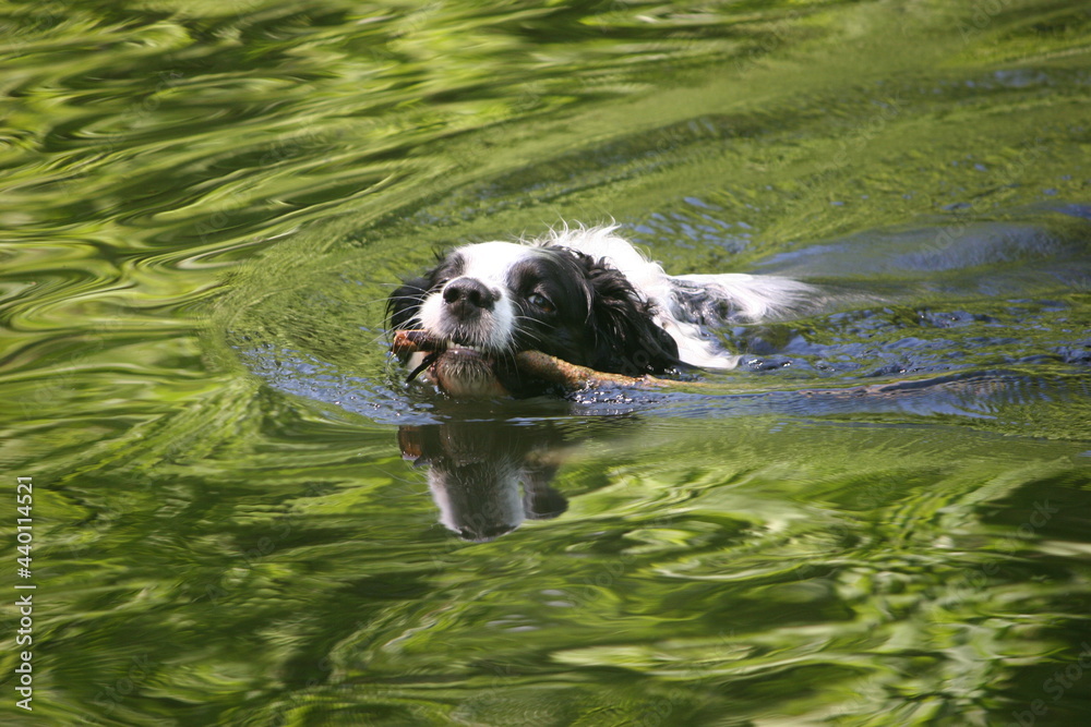 Border Collie Swimming Border Collie Swimming