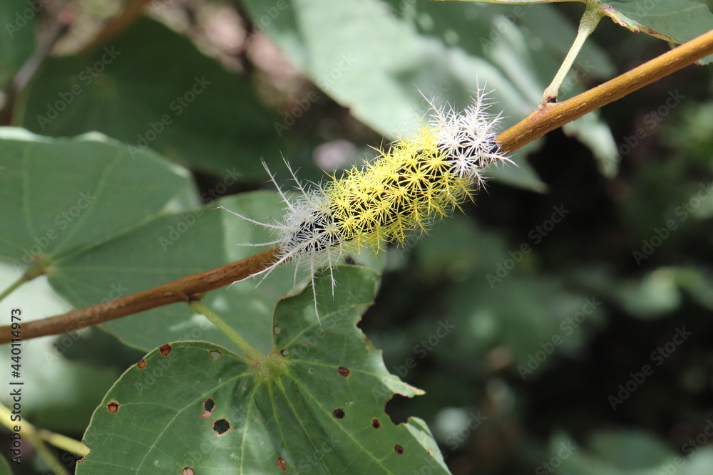 Naklejka premium fire caterpillar