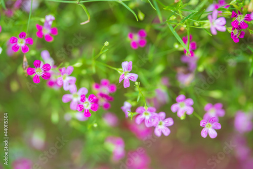 Closeup of small pink flowers on a blurred green garden background.
