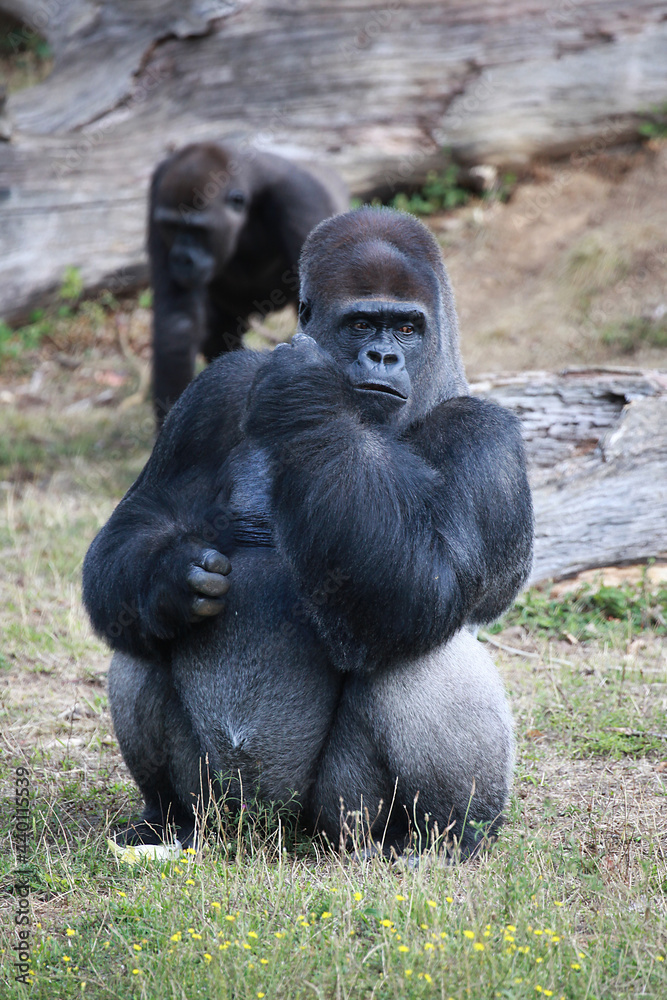 Gorille mâle assis