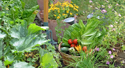 Fototapeta Naklejka Na Ścianę i Meble -   basket filled with freshly picked seasonal vegetables in the garden