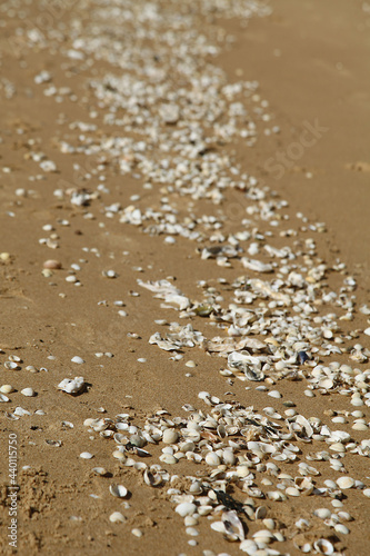 Coquillages déposés par la mer sur une plage