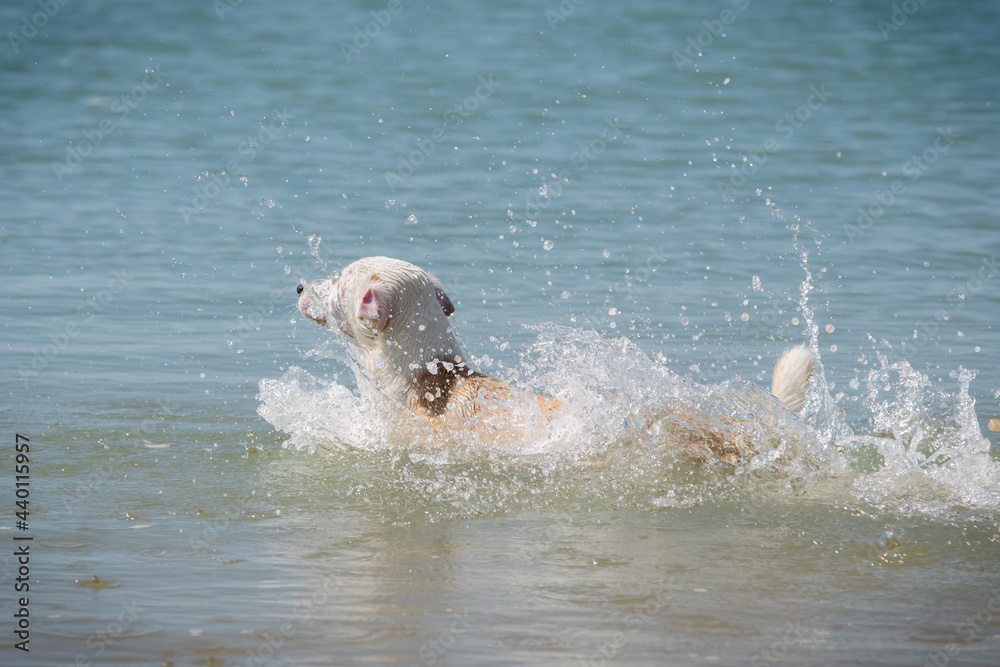 Obraz premium Young female dog swimming and splashing in the sea