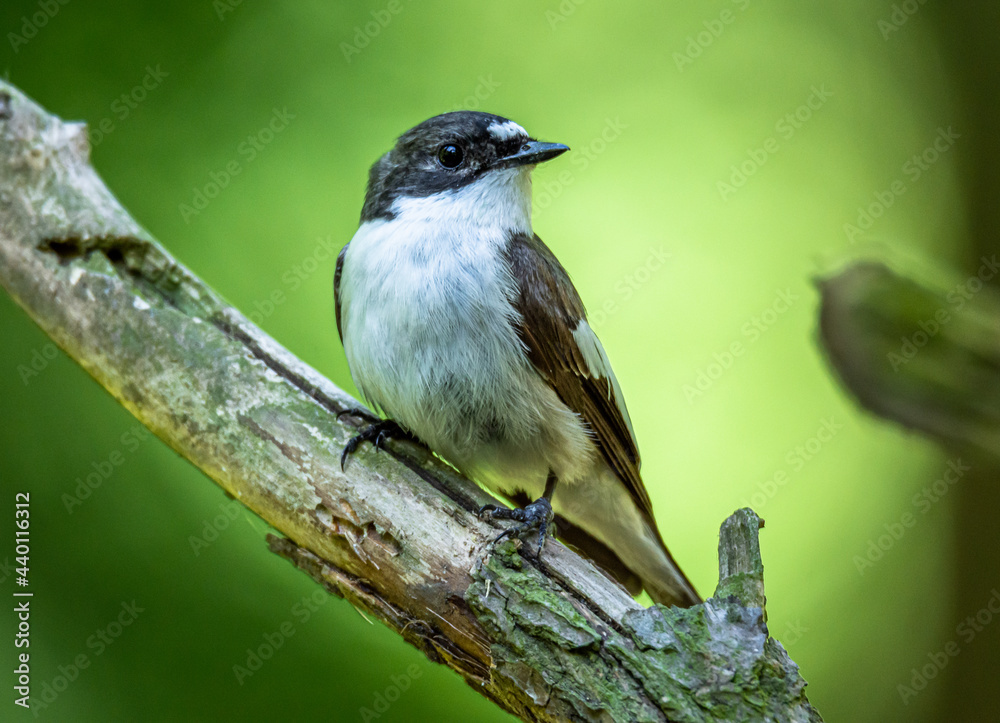 Naklejka premium Pied flycatcher
