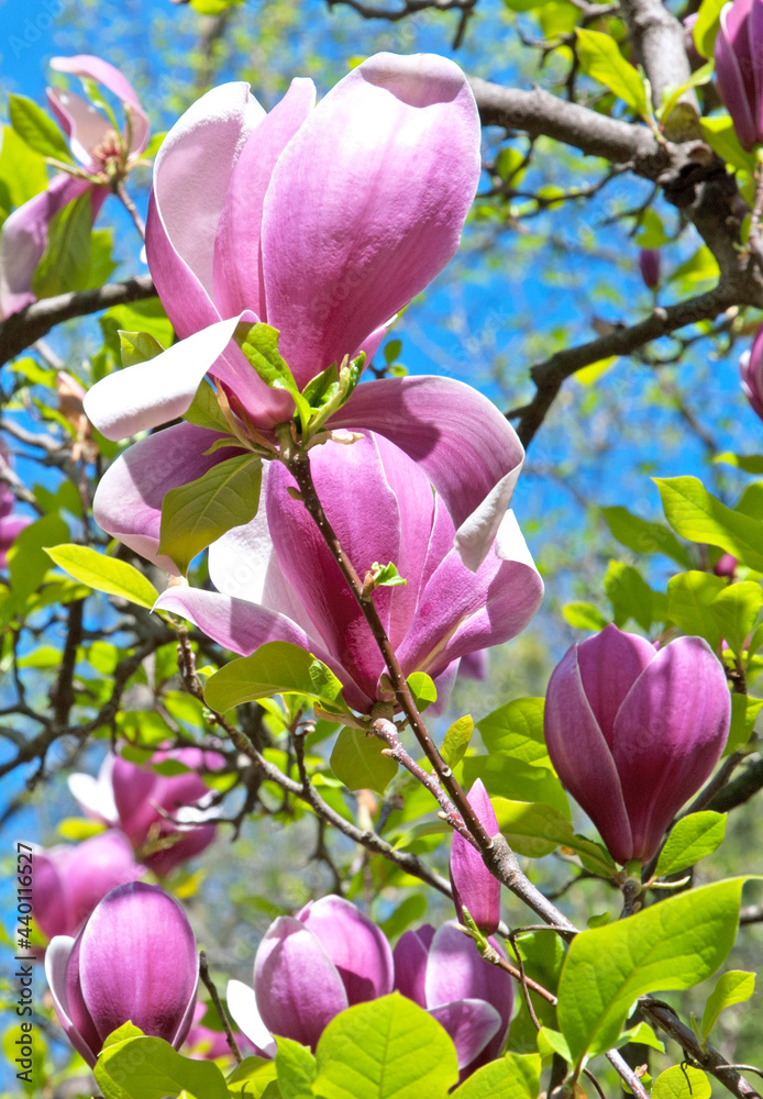 Pink blooming magnolia