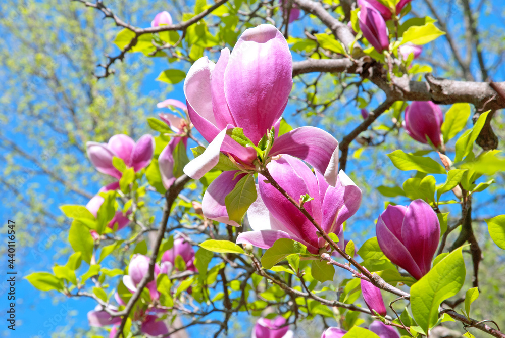 Fototapeta premium Pink magnolia flowers