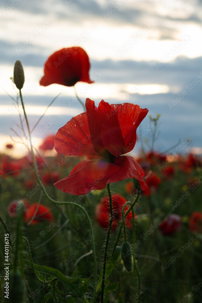 Obraz premium Beautiful red poppy flower bud on the background of the evening sky in the rays of the setting sun