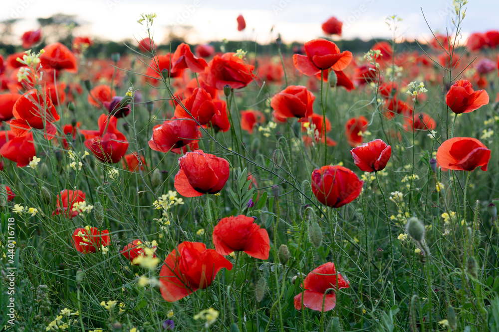 Fototapeta premium Poppy flowers field, landscape photography