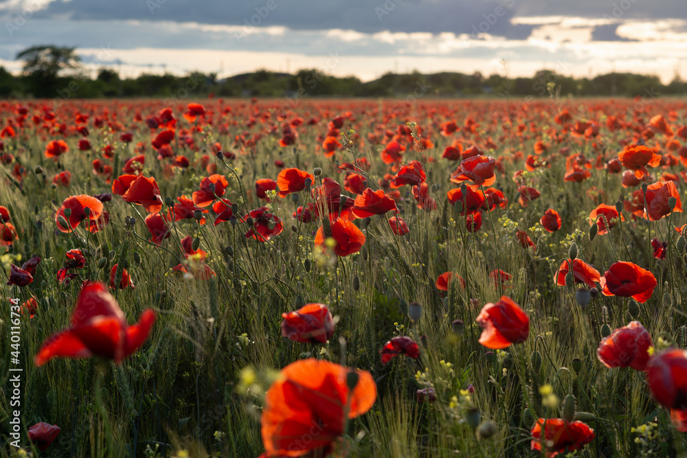 Poppy field flowers in the rays of the setting sun