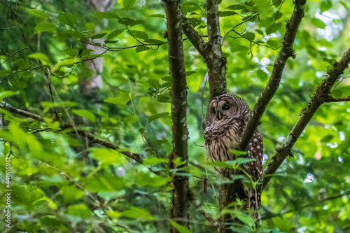 A bard owl sits in a tree surrounded by green leaves