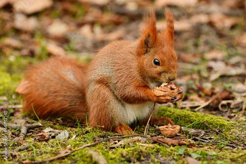 Wiewiorka w dziczy.  Squirrel in the wild forest. © Arkadiusz
